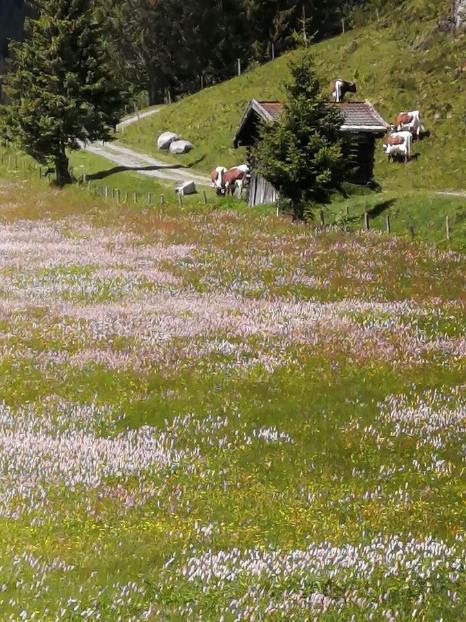 Haus Jessica Incl National Park Sommercard Mittersill Bagian luar foto